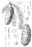 line drawing
