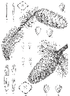 line drawing