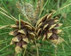 scanned plant