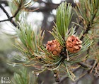 Photo 06