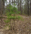 Photo 04