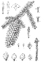 line drawing