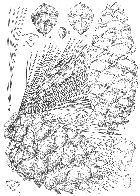 line drawing