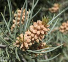 Photo 09