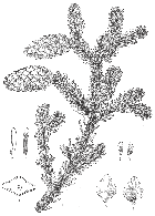 line drawing