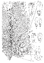 line drawing