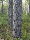 Photo 06