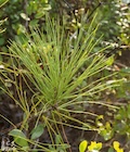 Photo 09
