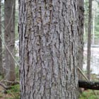 Photo 04