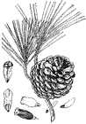 Pinus luchuensis