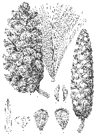 line drawing