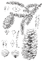 line drawing