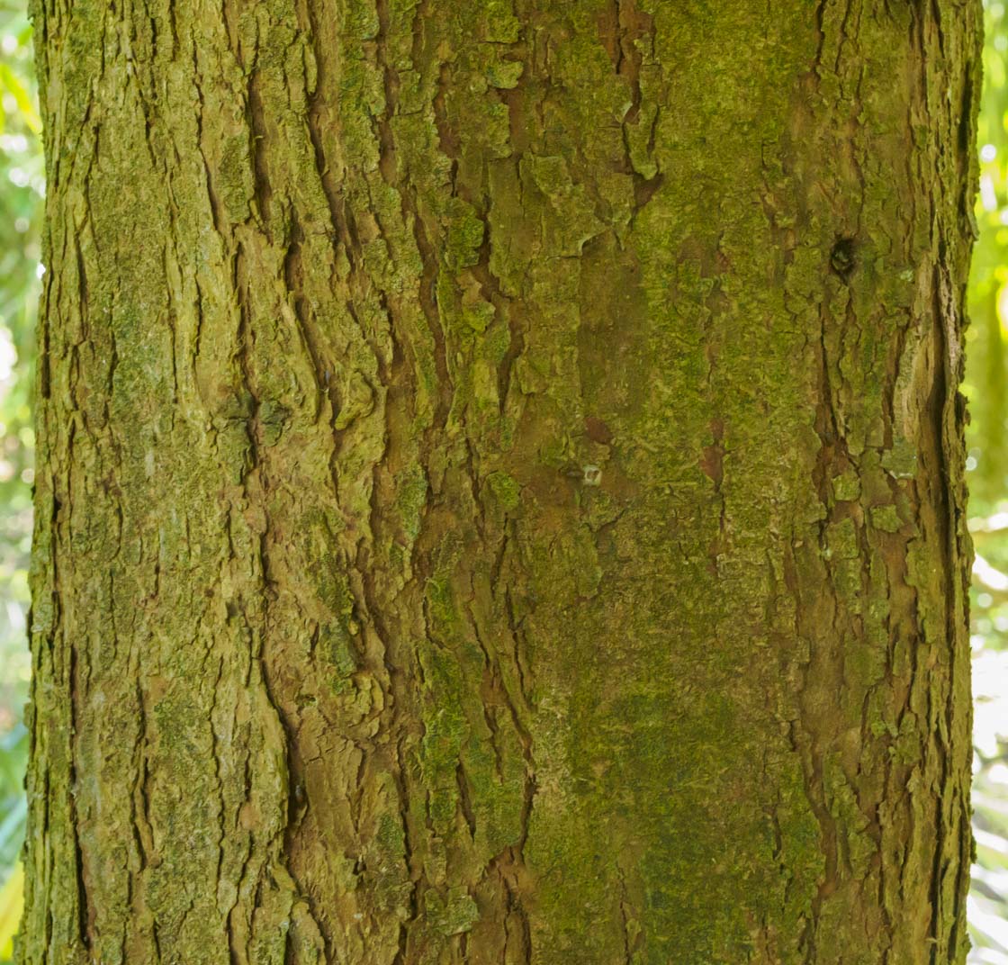 Podocarpus matudae (ciprecillo) description
