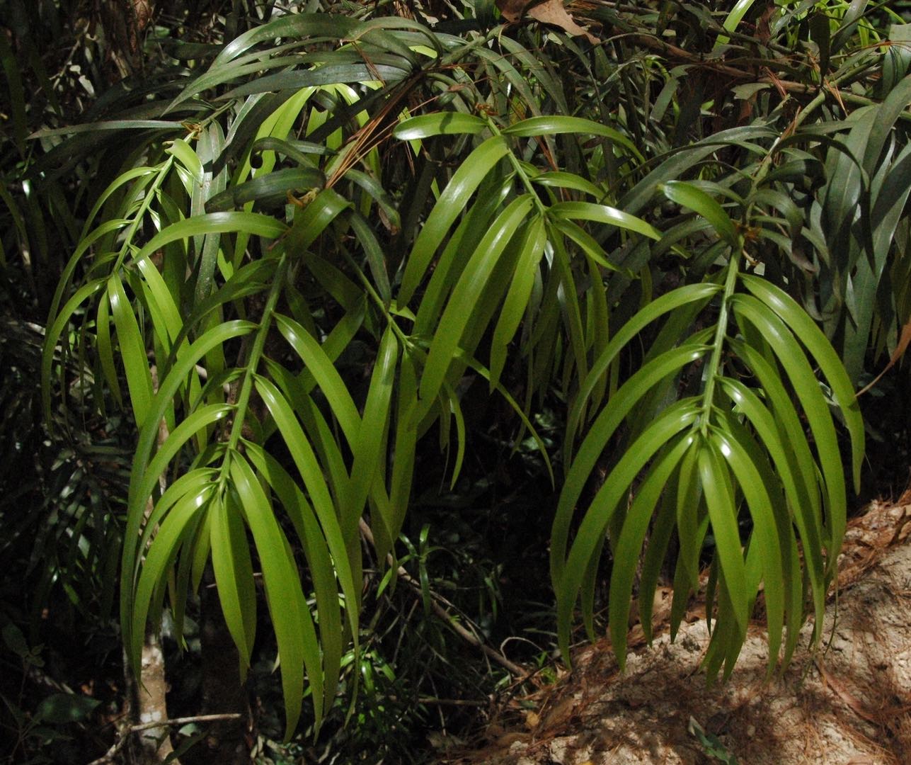 Podocarpus matudae (ciprecillo) description