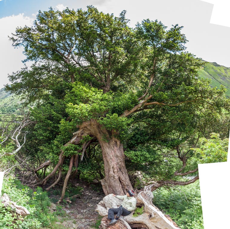 Taxaceae (Yew family, Taxacées, Eibengewächse, taxáceas, Тисовые, 红豆杉科 ...