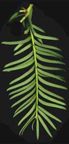 scanned plant