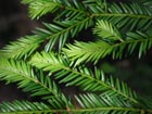 scanned plant